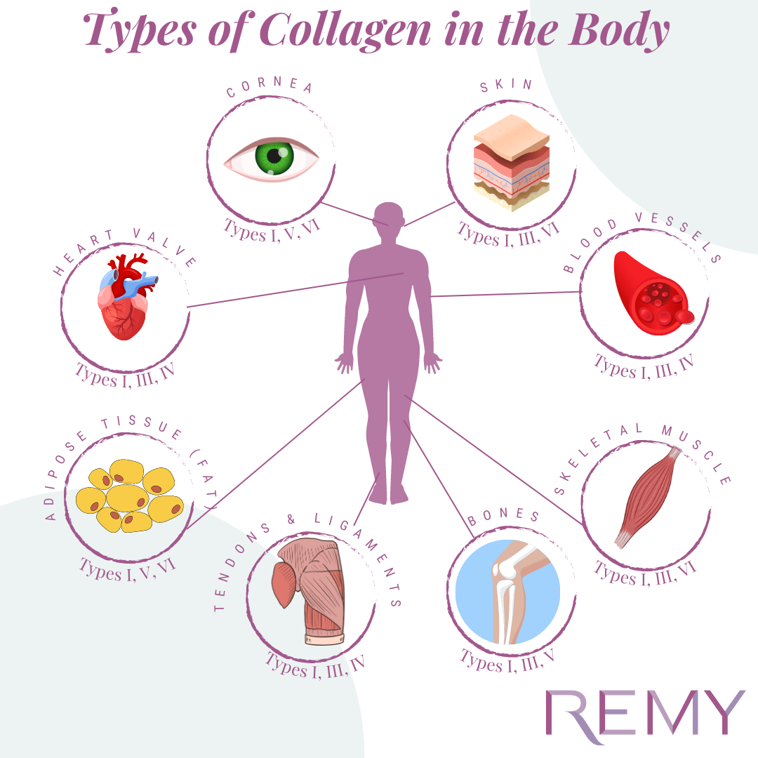 Understanding the Sources of Collagen and How They Help Rejuvenate Your Skin During Perimenopause